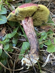 Xerocomellus intermedius