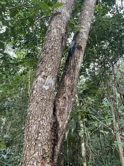 Metopium brownei