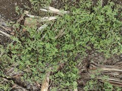 Euphorbia ophthalmica