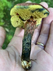 Xerocomellus intermedius