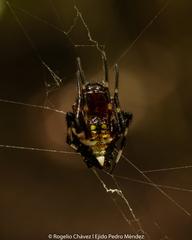 Verrucosa
