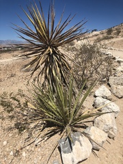 Yucca schidigera