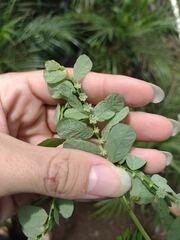 Phyllanthus leucanthus