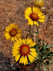 Gaillardia aristata