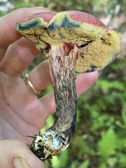 Xerocomellus intermedius