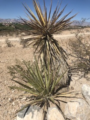 Yucca schidigera