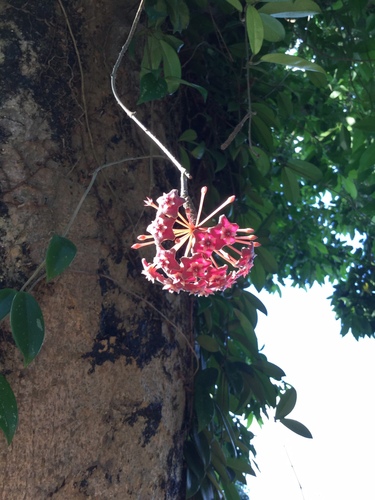 Hoya pubicalyx