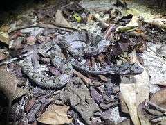 Protobothrops cornutus