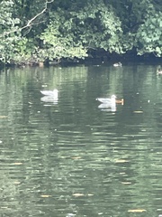 Chroicocephalus ridibundus