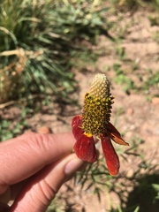 Ratibida columnifera