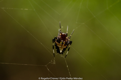 Verrucosa