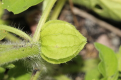 Physalis ampla