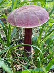 Xerocomellus intermedius