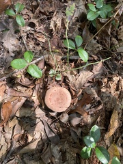 Lactarius quietus