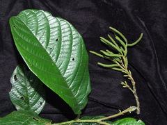 Alnus nepalensis