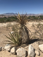 Yucca schidigera