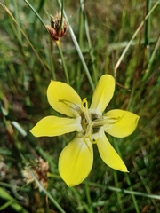 Moraea bituminosa