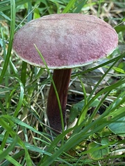 Xerocomellus intermedius