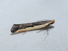 Dichomeris serrativittella