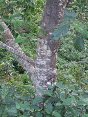Alnus nepalensis