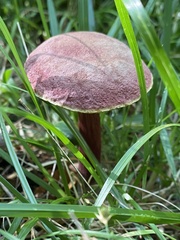 Xerocomellus intermedius