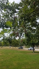 Quercus macrocarpa