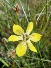 Moraea bituminosa
