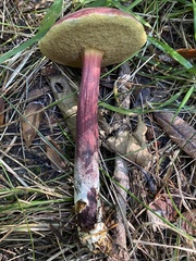 Xerocomellus intermedius