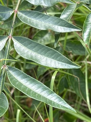 Rhus copallinum