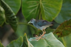 Azure Gallinule photo 2