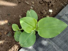 Commelina benghalensis