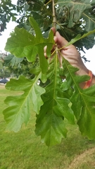 Quercus macrocarpa