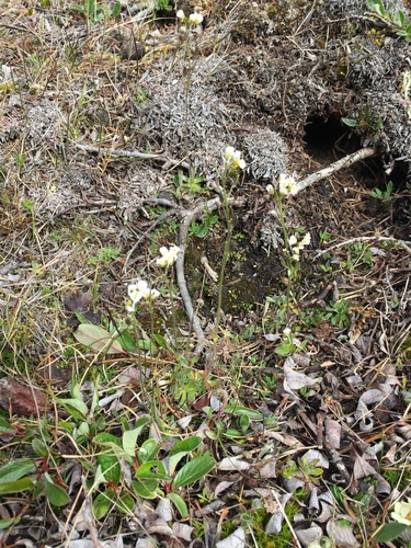 Canadian arctic draba (Draba oblongata)
