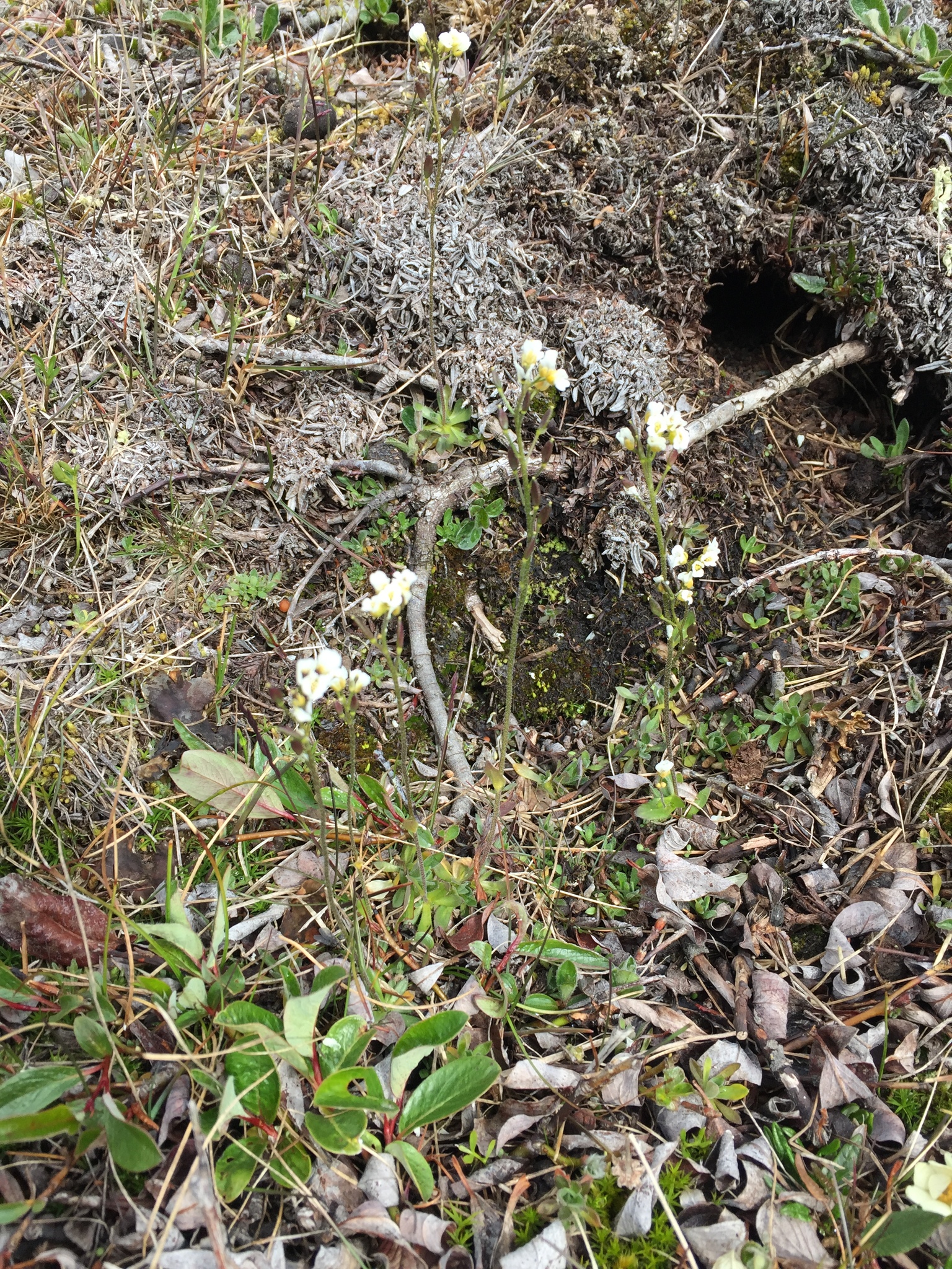 Draba oblongata