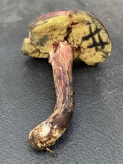 Xerocomellus intermedius