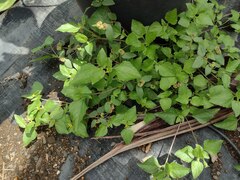 Calyptocarpus vialis