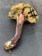 Xerocomellus intermedius