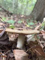 Russula foetens