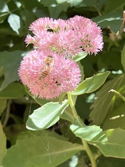 Apis mellifera