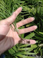Cyperus rotundus