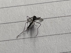 Aedes aegypti