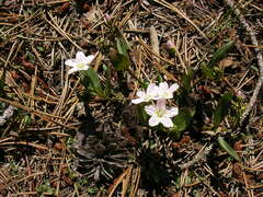 Claytonia lanceolata