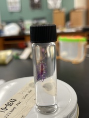 Scutigera coleoptrata