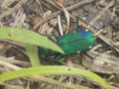 Cicindela sexguttata