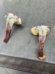 Xerocomellus intermedius