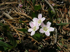 Claytonia lanceolata