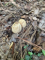 Scleroderma citrinum