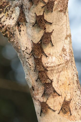 Proboscis Bat