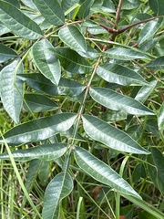 Rhus copallinum