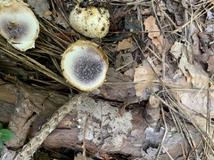 Scleroderma citrinum